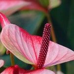 Anthurium scherzerianumFloro