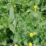 Lathyrus aphaca List