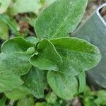 Vicia fabaFoglia