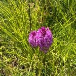 Anacamptis pyramidalisFleur