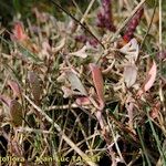 Atriplex pedunculata 其他