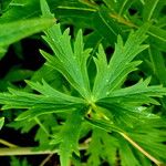 Delphinium glaucum Hoja