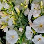 Convolvulus floridus Flower