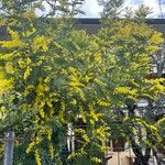 Acacia decurrens 花