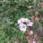 Berteroa mutabilis Λουλούδι
