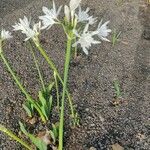 Pancratium canariense 花