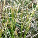 Carex alba 花