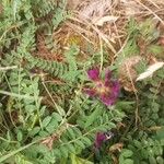 Astragalus hypoglottis Blad