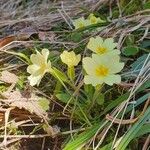 Primula elatiorBlüte