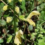 Salvia glutinosa Квітка