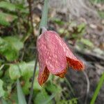 Fritillaria gentneri Λουλούδι