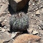 Echinocactus horizonthalonius Folha