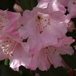 Rhododendron vernicosum Fiore