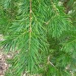 Torreya californica Folha