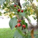 Malus baccata Fruit