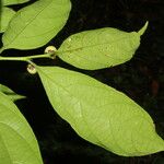 Casearia coronata 果實