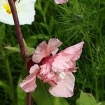 Clarkia unguiculata Blüte