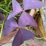 Oxalis triangularis Folla