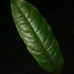 Cheiloclinium cognatum Frunză
