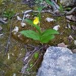 Cypripedium parviflorum Květ