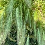 Hordeum marinum पत्ता