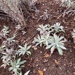 Artemisia ludoviciana Leaf