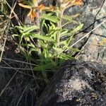 Castilleja pruinosa Λουλούδι