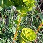 Euphorbia barrelieri Hoja