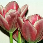 Tulipa grengiolensis Flower