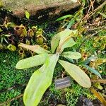 Nepenthes ampullaria Leaf