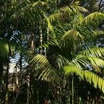 Chamaedorea costaricana 整株植物