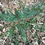 Reseda alba Frunză