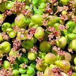 Pilea serpyllacea Flor