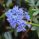 Ceanothus thyrsiflorus फूल