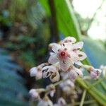 Badula barthesia Flor