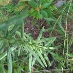 Eupatorium hyssopifolium Liść