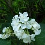 Dombeya acutangula ফুল