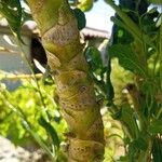 Brassica oleracea Coajă