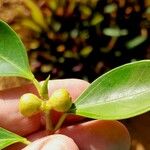 Ficus rubiginosa Fruit