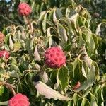 Cornus kousaफल