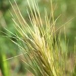 Hordeum marinum 花