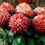 Chrysanthemum x grandiflorum Облик