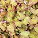 Epimedium alpinum Fuelha