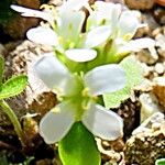 Androsace laggeri Flower
