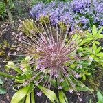 Allium schubertii Λουλούδι