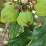 Diospyros whyteana Frukt