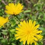 Picris hieracioides Flower