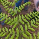 Dryopteris aemula Leht