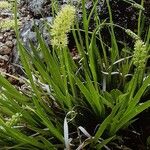 Tofieldia calyculata Habitat