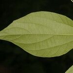 Celtis caudata Blad